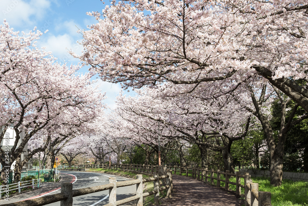 桜 桜