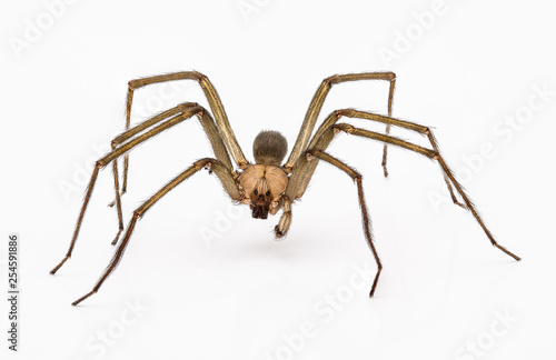 Leinwand Poster Brown Recluse