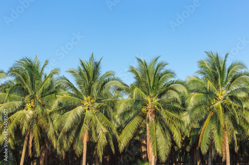 Wallpaper Mural Coconut tree at DAMNOEN SADUAK, The best of frest coconut  juice of Thailand Torontodigital.ca