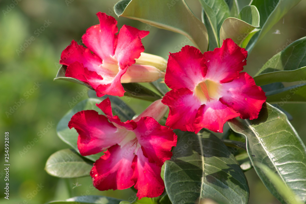 Obraz premium pink Adenium obesum in garden