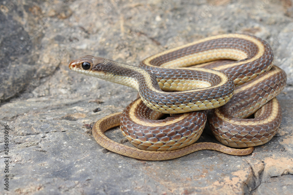 Coast Patch-nosed Snake (Salvadora hexalepis virgultea) Coast Patch-nosed Snake (Salvadora hexalepis virgultea)