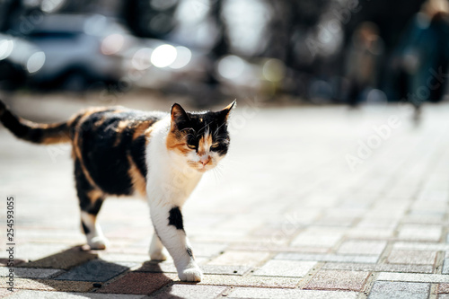 Photo of walking hungry unhappy tricolor homeless cat. photo