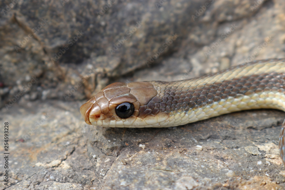 Coast Patch-nosed Snake (Salvadora hexalepis virgultea) Coast Patch-nosed Snake (Salvadora hexalepis virgultea)