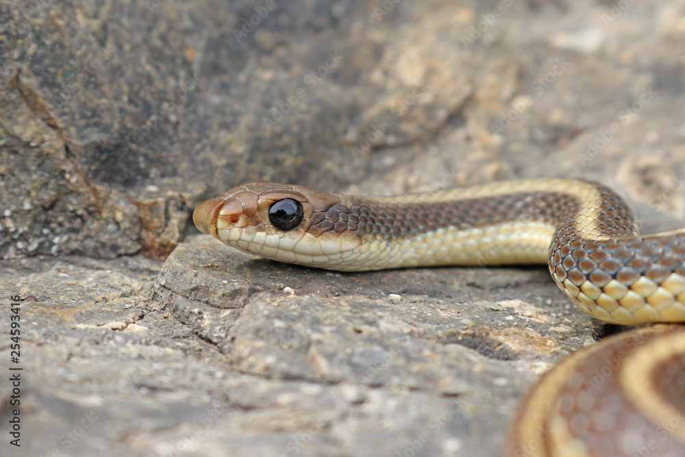 Coast Patch-nosed Snake (Salvadora hexalepis virgultea) Coast Patch-nosed Snake (Salvadora hexalepis virgultea)