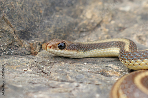 Coast Patch-nosed Snake (Salvadora hexalepis virgultea) © Nathan