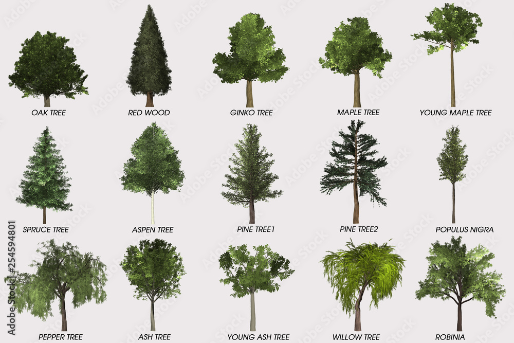Fototapeta premium Tree decoration-home & garden