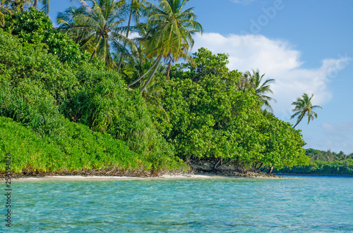 Landscape tropical trees against the background of turquoise water of the ocean © rosetata