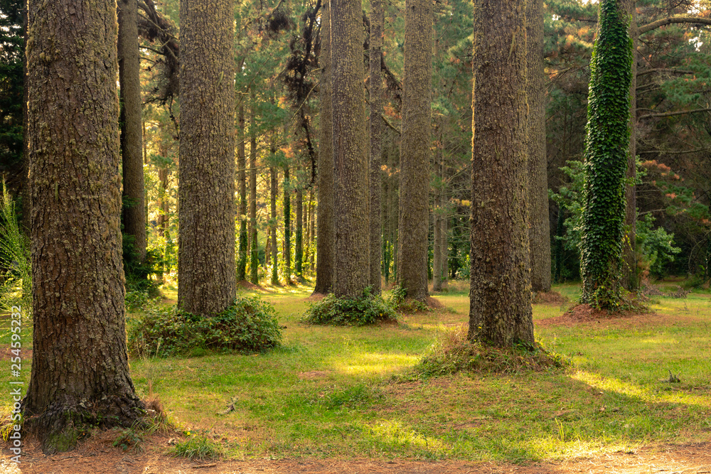 Obraz premium Redwoods Forest dog park - Rotorua, New Zealand