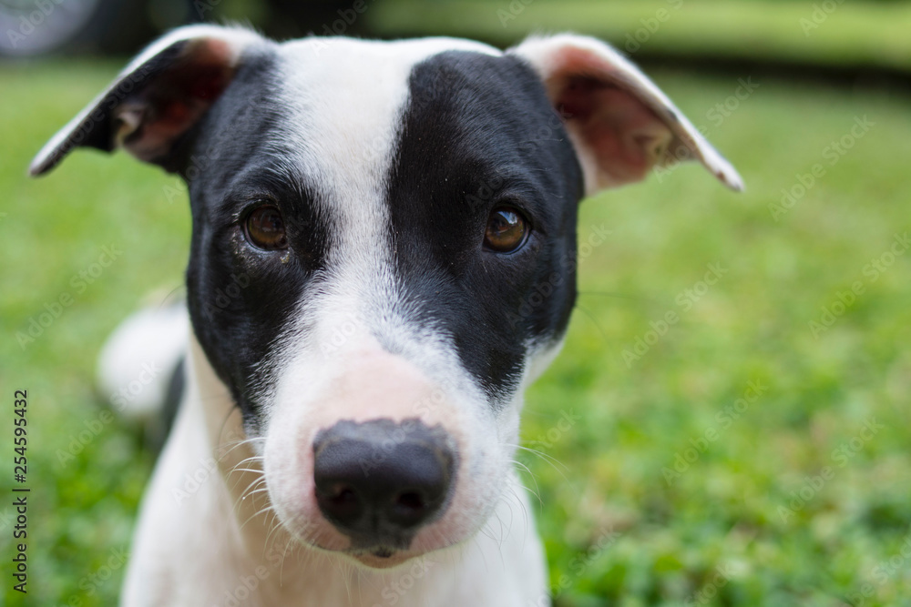 Dog black and white Dog black and white
