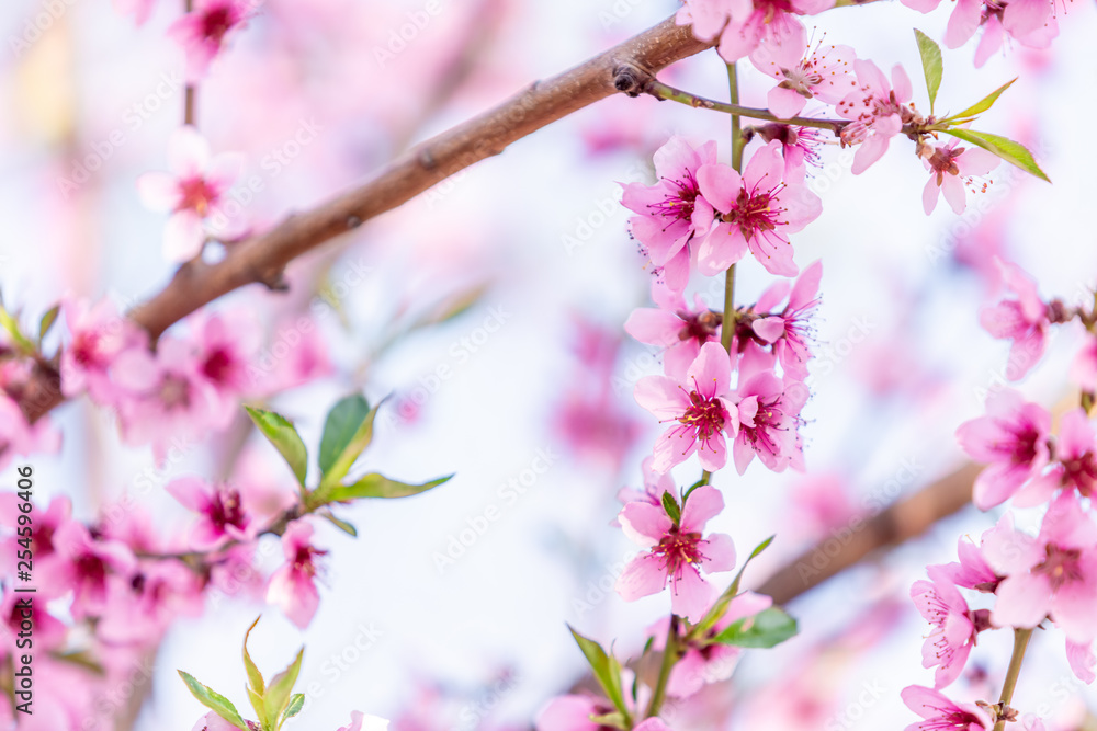 Beautiful blooming peach trees in spring on a Sunny day. Soft focus, natural blur Beautiful blooming peach trees in spring on a Sunny day. Soft focus, natural blur