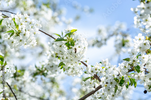 Flowers of the cherry blossoms on a spring day on background the blue sky