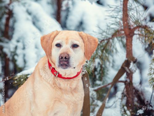 Labrador Retriever dog sits in the winter in a snowy pine forest