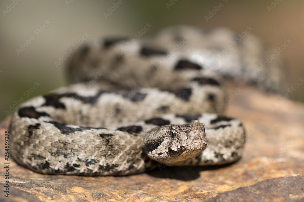 Eine freigestellte männliche Hornviper auf einem Stein in der Frontalansicht Eine freigestellte männliche Hornviper auf einem Stein in der Frontalansicht