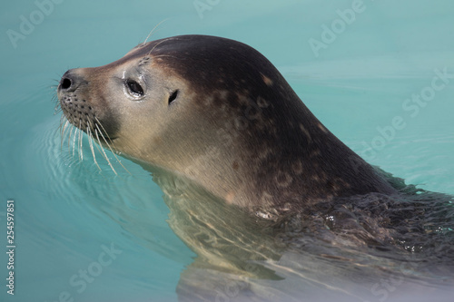Freigestellter Kopf einer jungen Robbe in der Seitenansicht in blauem Wasser in einer Aufzuchtstation