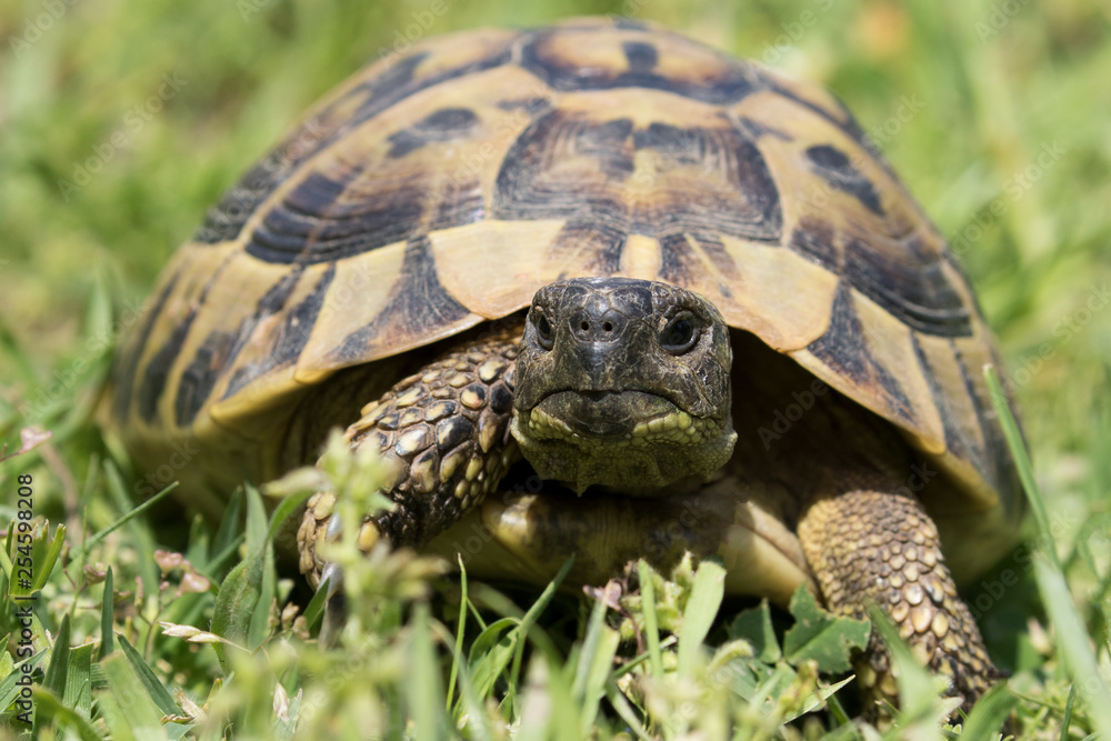 Eine freigestellte Griechische Landschildkröte laufend auf einer Wiese in der Frontalansicht Eine freigestellte Griechische Landschildkröte laufend auf einer Wiese in der Frontalansicht