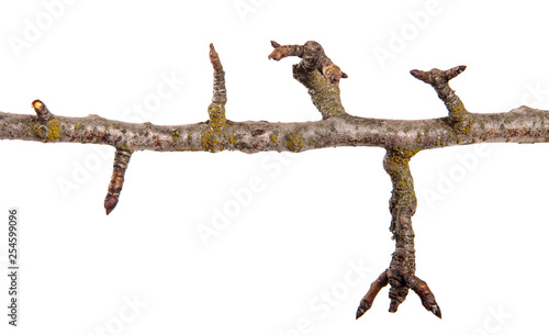 dry pear tree branch with cracked bark. isolated on white background © toomler