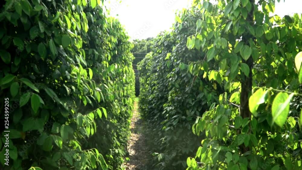 Plantations of black pepper. Black pepper grows on the ground