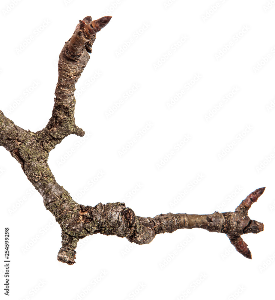 dry pear tree branch with cracked bark. isolated on white background dry pear tree branch with cracked bark. isolated on white background