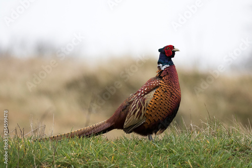 Wallpaper Mural Freigestelltes Edelfasan-Männchen in der  Seitenansicht in einer Dünenlandschaft Torontodigital.ca