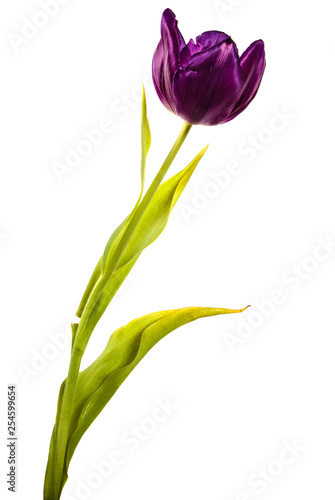 Fototapeta Naklejka Na Ścianę i Meble -  beautiful tulip purple. isolated on white background