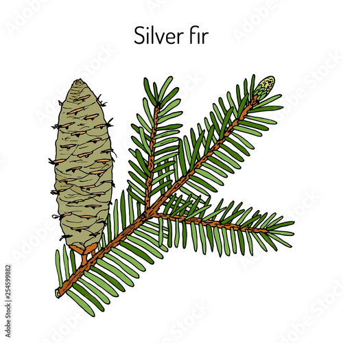European silver fir abies alba , medicinal plant