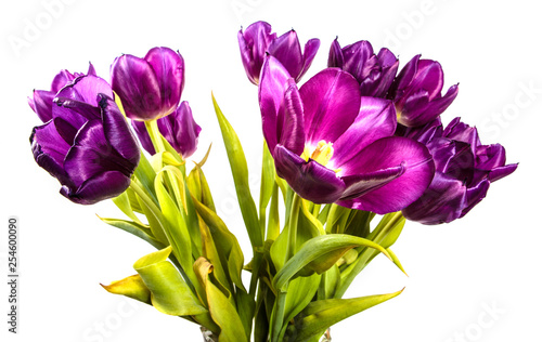 bouquet of beautiful purple tulips. isolated on white background