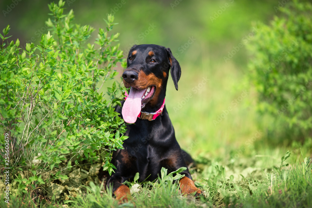 Black doberman lay in spring field in park Black doberman lay in spring field in park