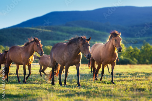 Horses in herd on spring green meadow against the mountain view