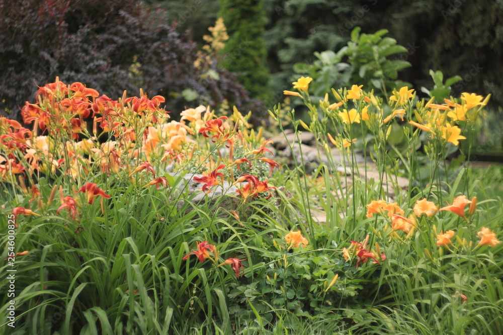 blooming composition blooming composition