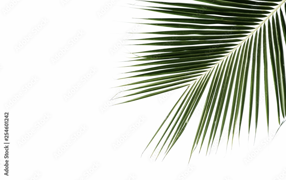 Palm leaves isolated on white Palm leaves isolated on white