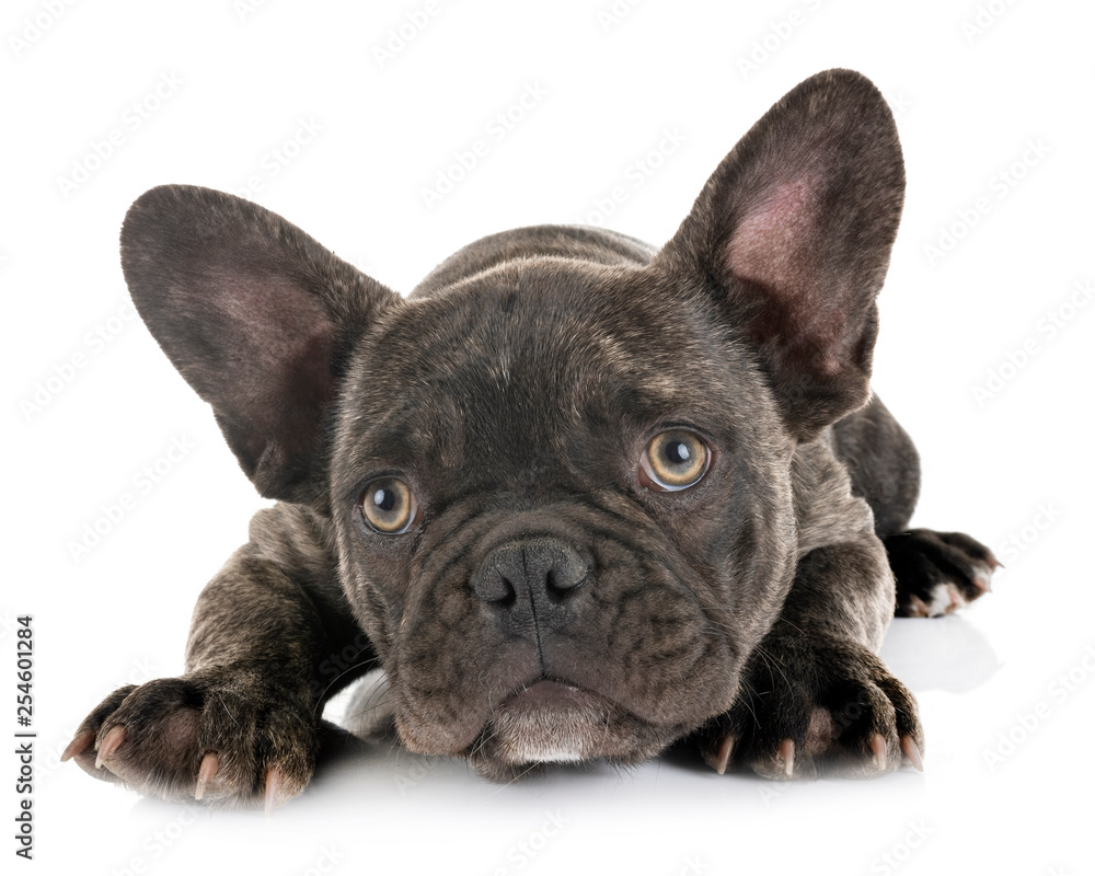 puppy french bulldog