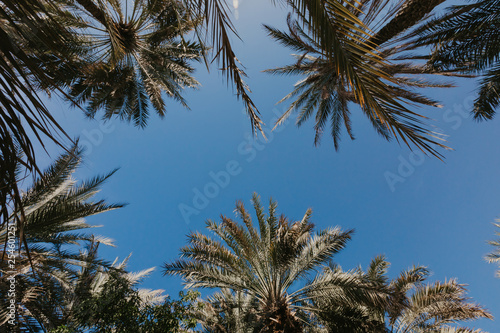 Palm trees against blue sky - Image