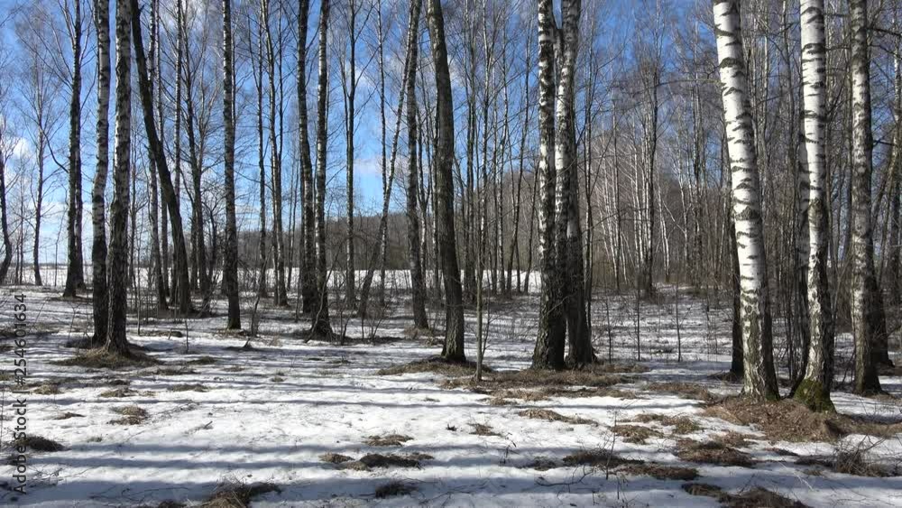 In a birch grove In a birch grove