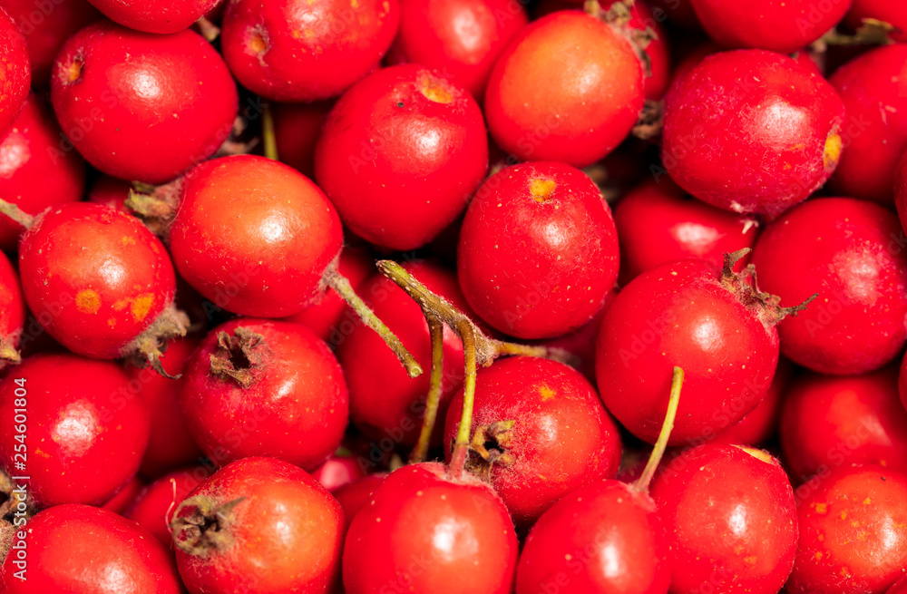 Red hawthorn berries as background Red hawthorn berries as background