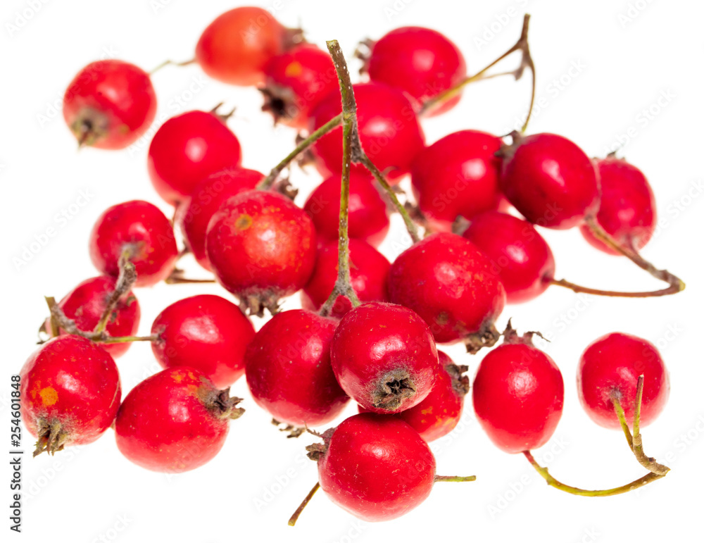 Fototapeta premium Red hawthorn berries on a white background