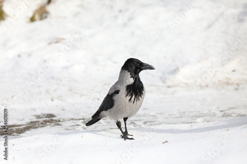 grey crow in snow