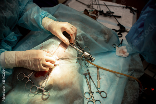 Photography The dog on the operating table