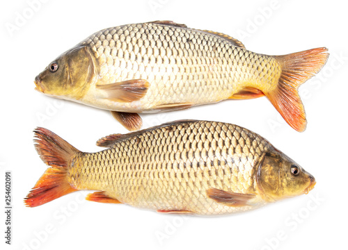 Two carp fish isolated on white background
