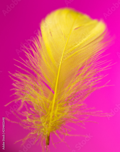 Yellow feather isolated on pink background © schankz