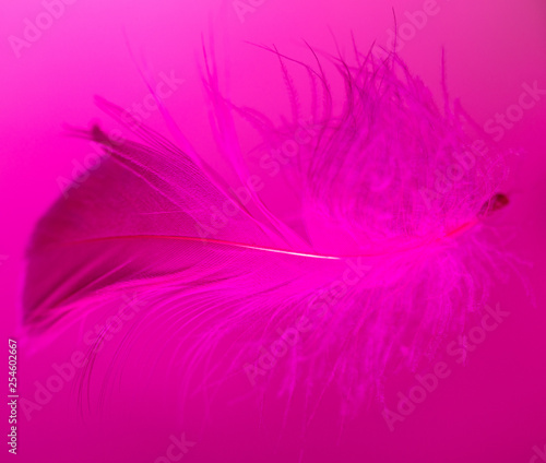 Pink feather isolated on pink background