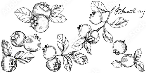 Vector Blueberry black and white engraved ink art. Berries and leaves. Isolated blueberry illustration element.