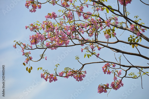 Royalty high quality free stock photo Tabebuia rosea flower in Saigon, Vietnam. Pink flowers under blue sky, symbol of summer