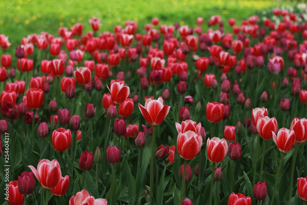big glade with bright scarlet tulips on a blurred background of bright grass