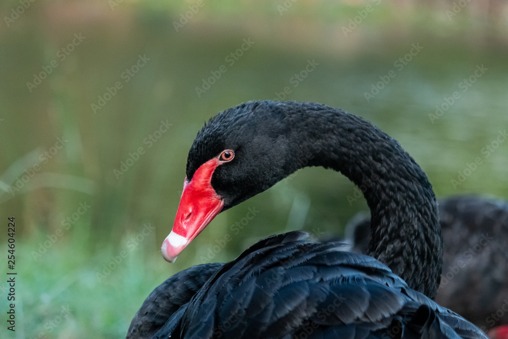Fototapeta premium elegant graceful one black swan close up head shot next water on grass area Gold Coast Australia