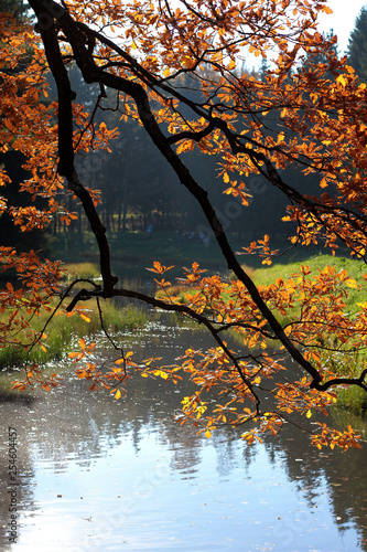 Autumn landscape tree branch leaned to the lake