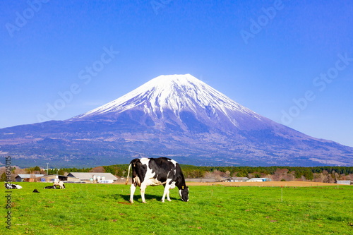 富士山と放牧された牛、静岡県富士宮市朝霧高原にて