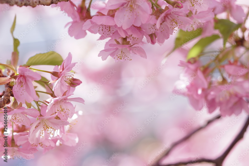 Fototapeta premium 二ヶ領用水の河津桜(3)