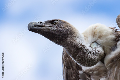 Close up of the head of a Griffon Vulture, Gyps fulvus, Griffon vulture, with its large beak and beautiful white collar 2