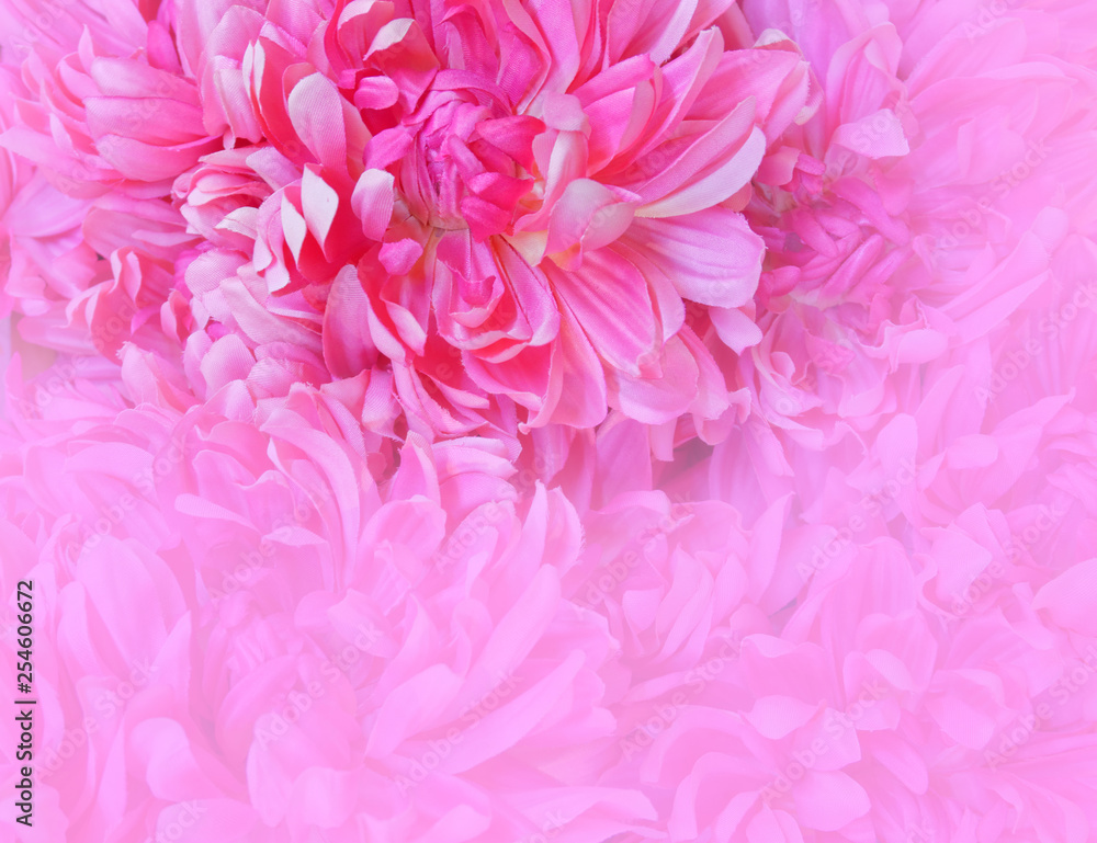 pale violet colored fake chrysanthemums closeup, blurred space for text