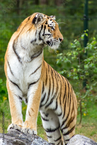 A beautiful Tiger standing on some rocks